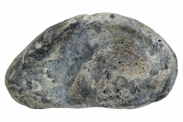 Large Fossil Whale Ear Bone - South Carolina #352634